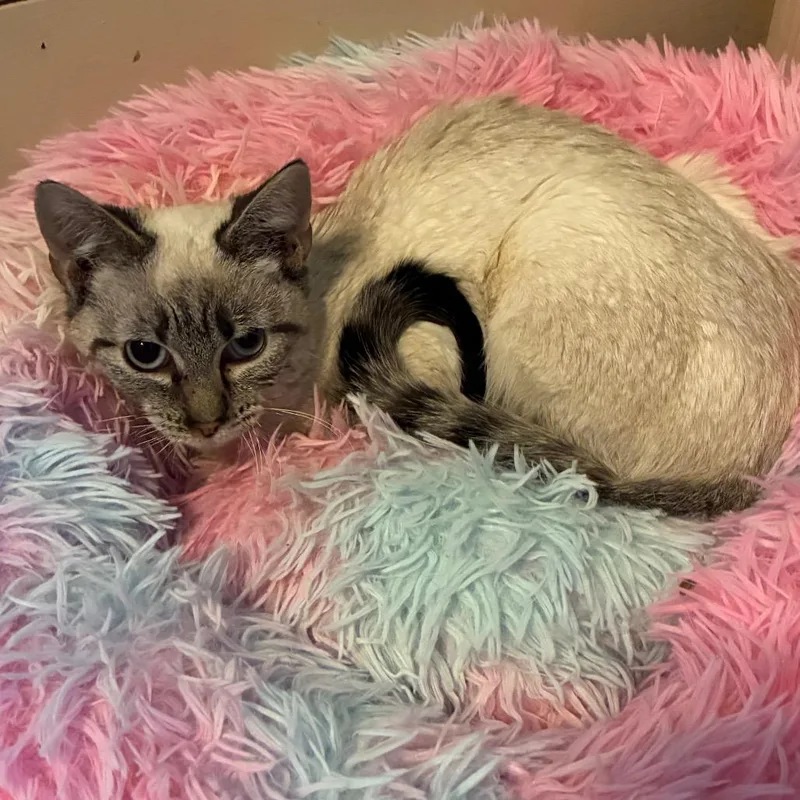 Skippyjon Jones thumbnail 3