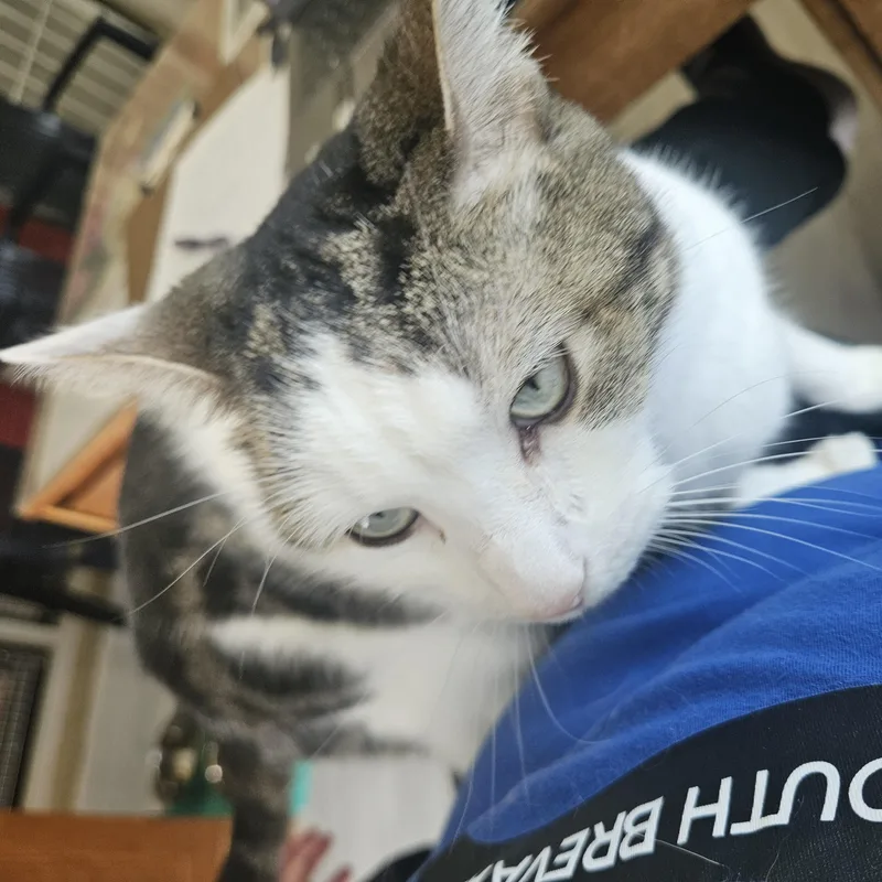 An adult medium-sized female White Domestic Short Hair cat named Chloe for adoption in Melbourne, FL