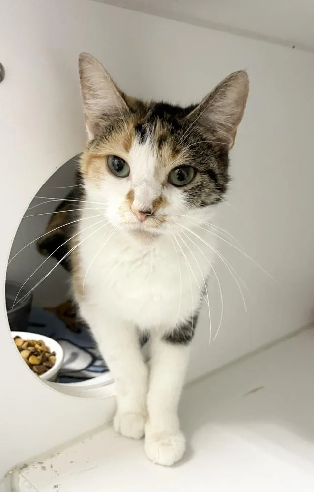 An adult medium-sized female Domestic Short Hair cat named Glenda for adoption in Rochester, IN