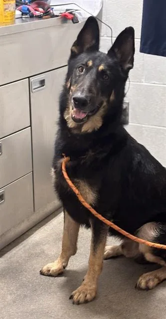 An adult extra large-sized male German Shepherd Dog dog named Cabo Verde for adoption in Upper Marlboro, MD