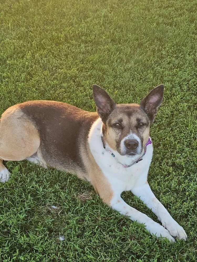 An adult large-sized female Tricolor (Brown, Black, & White) Border Collie dog named Cleo for adoption in Breinigsville, PA