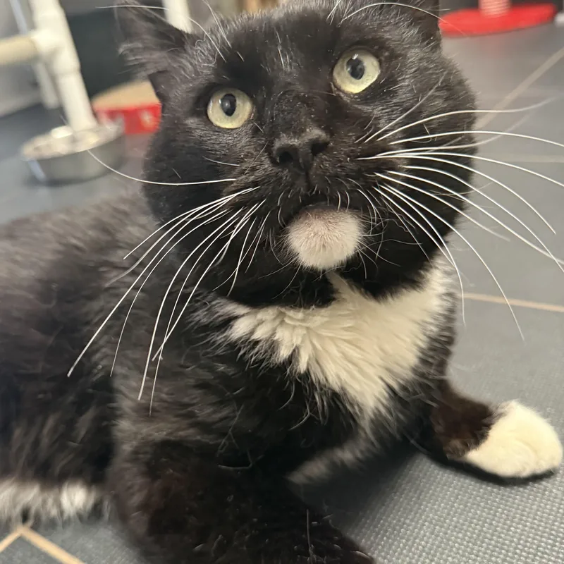 An adult medium-sized male Black American Shorthair cat named Patrick for adoption in North Haven, CT