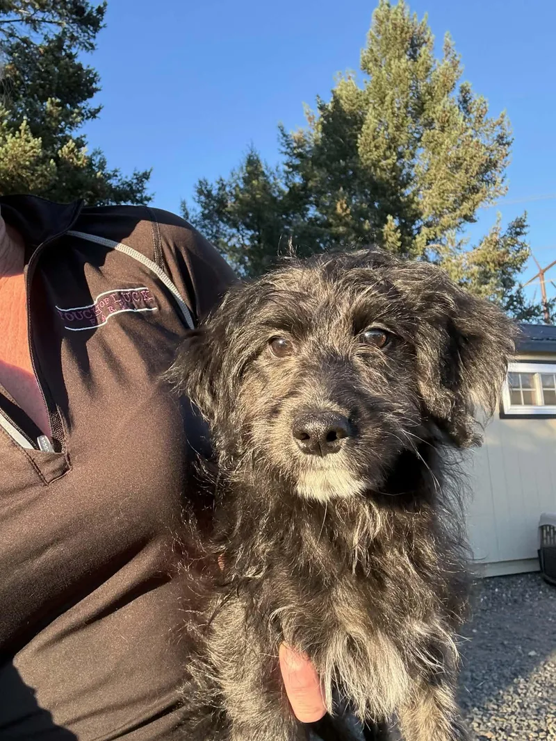 A baby small-sized female Australian Shepherd dog named Frannie for adoption in Havertown, PA