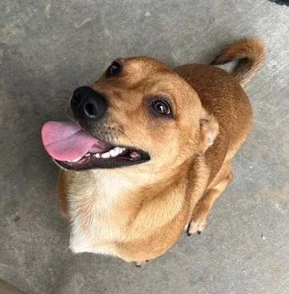A young medium-sized male Mixed Breed dog named Rocky for adoption in Madison, NJ