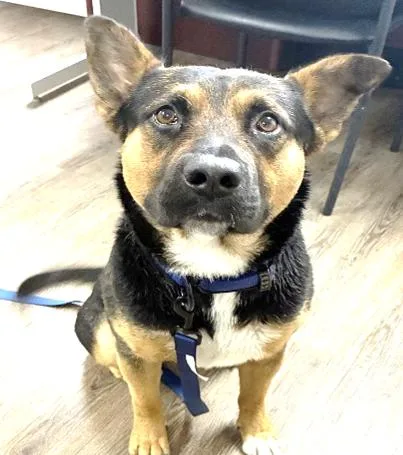 An adult medium-sized male Tricolor (Brown, Black, & White) German Shepherd Dog dog named Adam for adoption in Delano, CA