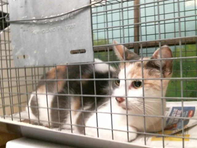 A young small-sized female Domestic Short Hair cat named Chloe for adoption in Houston, TX