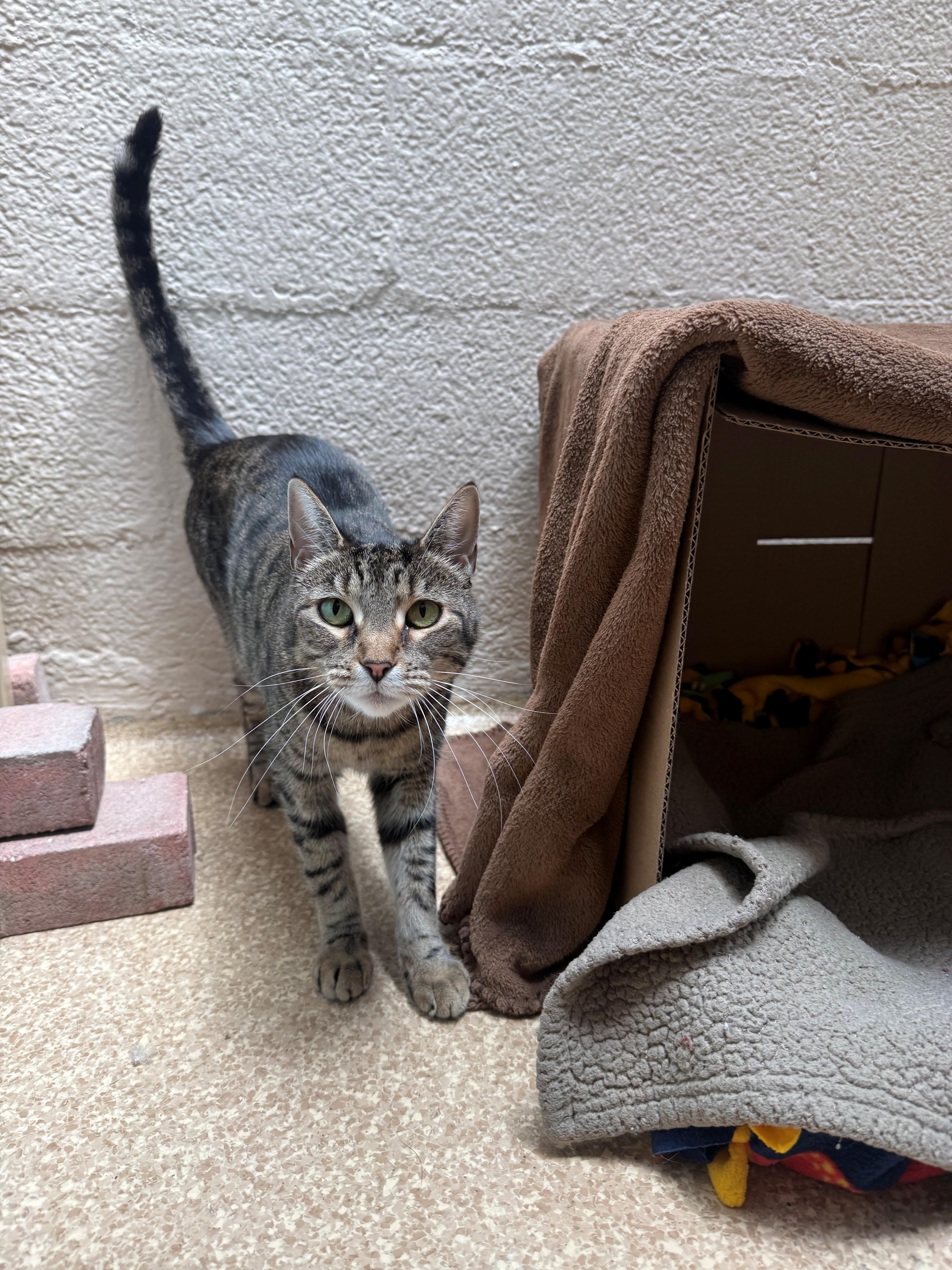An adult medium-sized female Domestic Short Hair cat named Olivia for adoption in Laguna Beach, CA