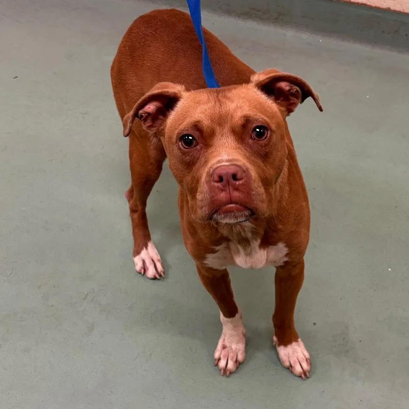 A young medium-sized female Yellow / Tan / Blond / Fawn Mixed Breed dog named Loraine for adoption in Memphis, TN