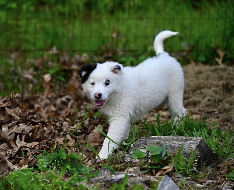 Marshmallow Sky thumbnail 4