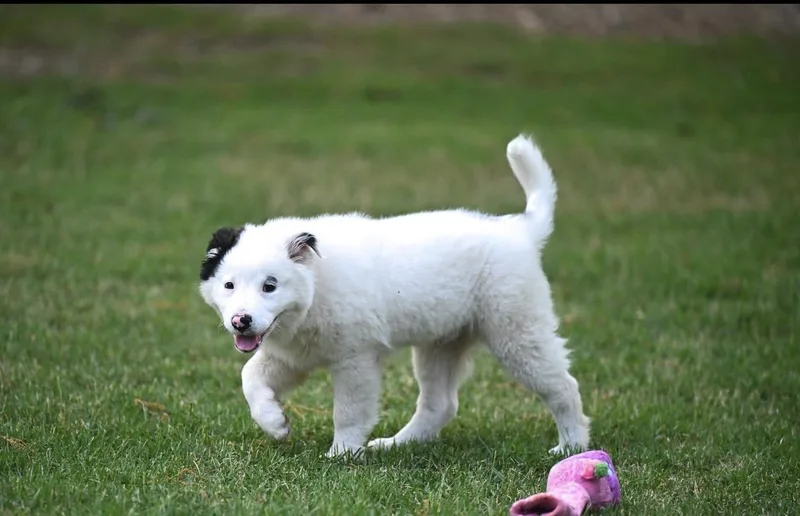 Marshmallow Sky thumbnail 5