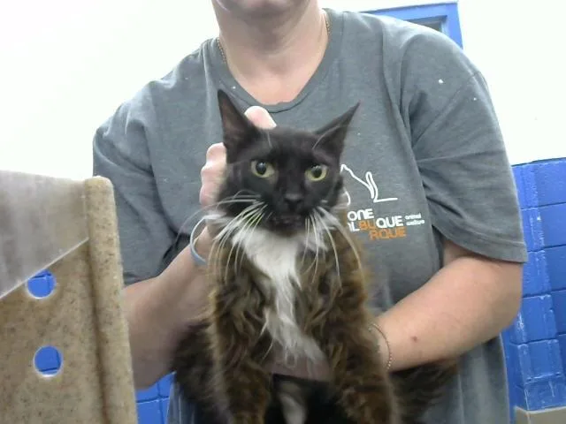 A young medium-sized female Domestic Long Hair cat named Molly for adoption in Albuquerque, NM
