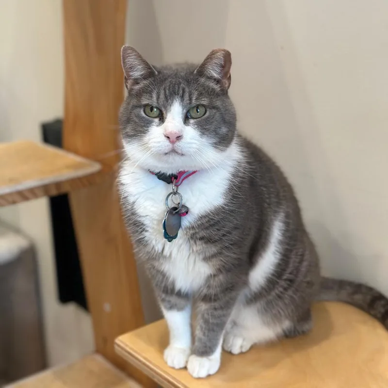 A senior medium-sized female Domestic Short Hair cat named BF Gracie for adoption in Port Washington, NY