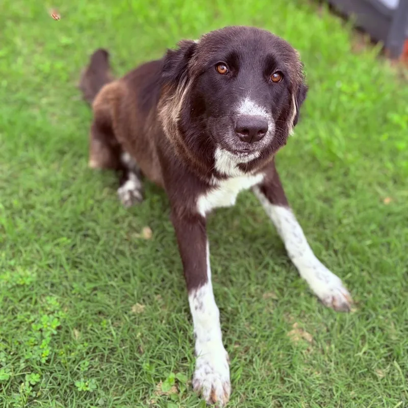 An adult medium-sized female Black Australian Cattle Dog / Blue Heeler dog named Sheila for adoption in Bastrop, TX