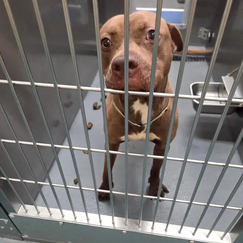 An adult medium-sized male Yellow / Tan / Blond / Fawn Mixed Breed dog named Rocky for adoption in Memphis, TN