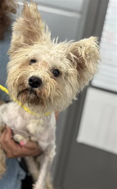 A young small-sized male Mixed Breed dog named Champ for adoption in Dallas, TX