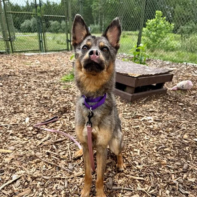 A young large-sized female German Shepherd Dog dog named Runner for adoption in Leesburg, VA