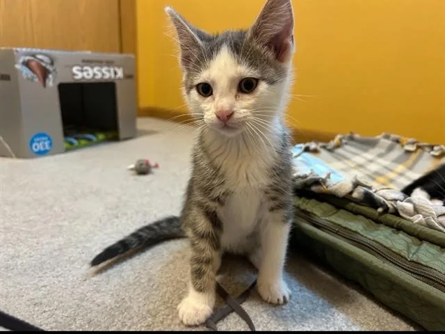 A baby small-sized male Domestic Short Hair cat named Van Buren for adoption in Ames, IA