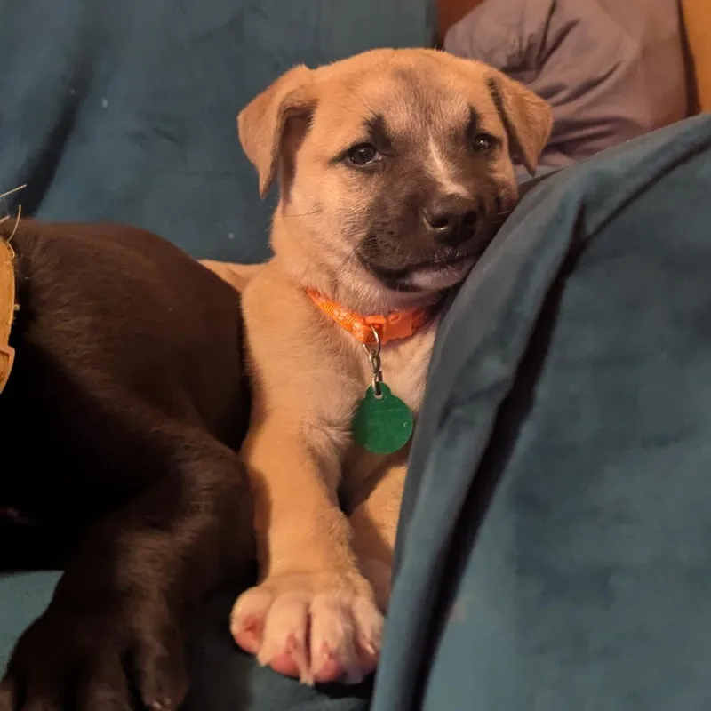 A baby small-sized female Yellow / Tan / Blond / Fawn Mixed Breed dog named Cottontail for adoption in Buffalo, MN
