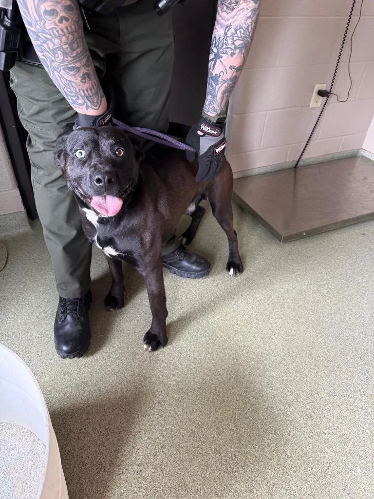 A young large-sized male Mixed Breed dog named Hopper for adoption in Gallatin, TN