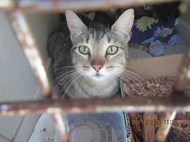 A young small-sized female Domestic Short Hair cat named Francine for adoption in Santa Rosa, CA