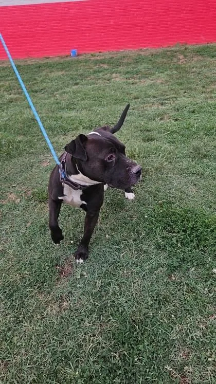 An adult medium-sized male Mixed Breed dog named Nash for adoption in West Chester, PA