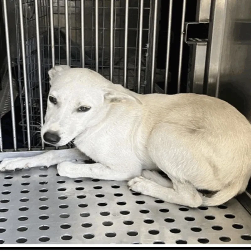 A young medium-sized male Mixed Breed dog named Eddie for adoption in Pasadena , MD
