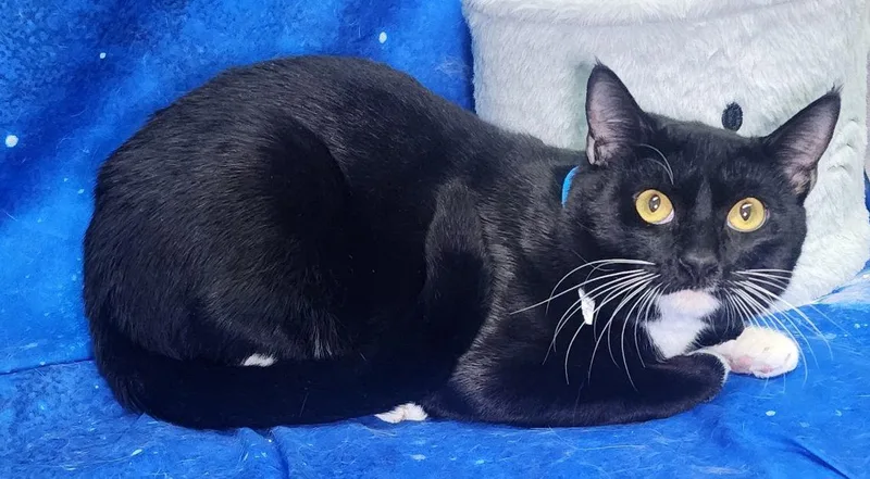 An adult medium-sized male Black & White / Tuxedo Domestic Short Hair cat named Tucker Rayland for adoption in Wetumpka, AL