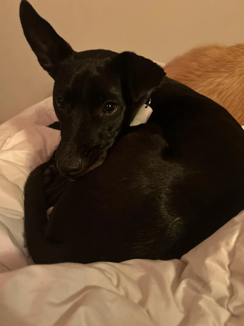 Sybil