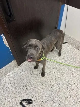 A young large-sized female Cane Corso dog named Rizza for adoption in Atlanta, GA