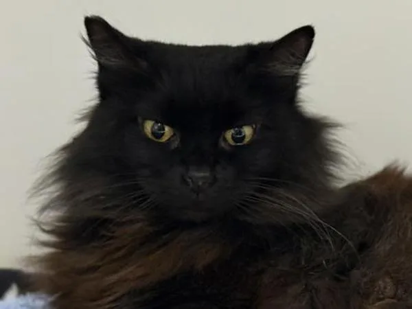An adult medium-sized female Domestic Long Hair cat named Princess Fluffybottoms for adoption in Portland, OR