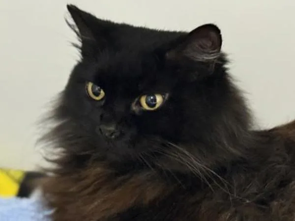 Princess Fluffybottoms thumbnail 2