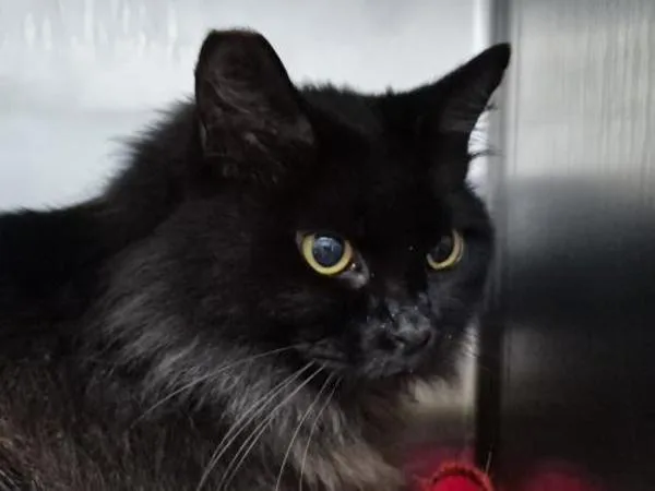 Princess Fluffybottoms thumbnail 3