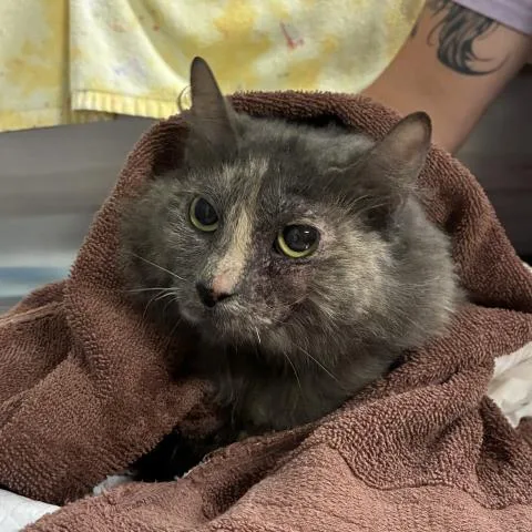 An adult medium-sized female Domestic Short Hair cat named Malo for adoption in Pensacola, FL