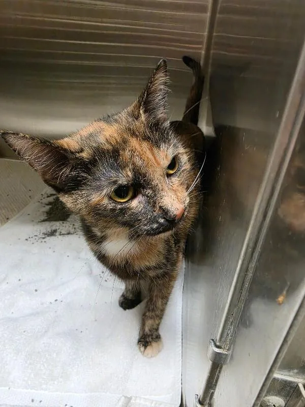 An adult medium-sized female Domestic Short Hair cat named Maple for adoption in Bluffton, IN