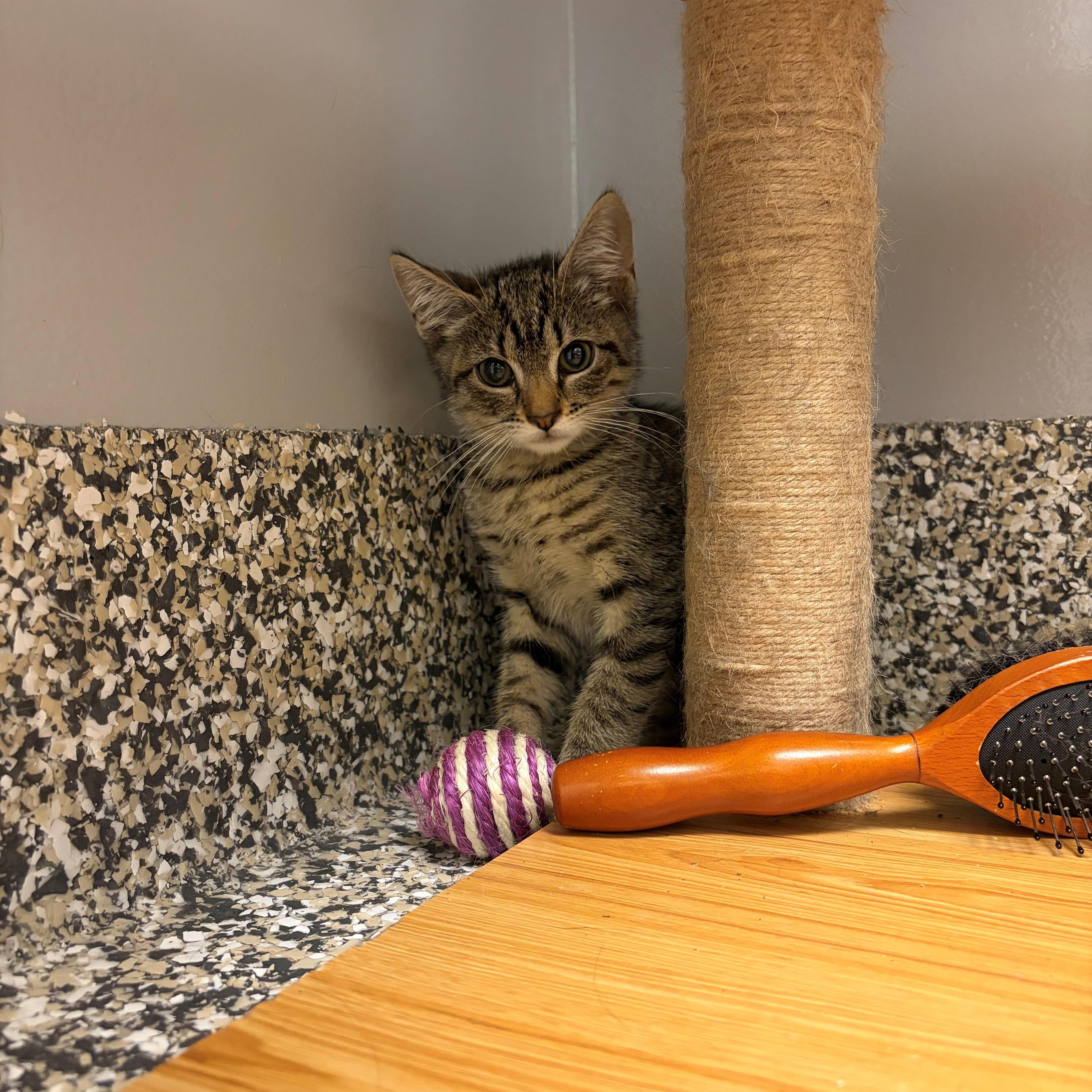 A young small-sized female Tabby (Brown / Chocolate) Domestic Short Hair cat named Butterscotch for adoption in Syosset, NY