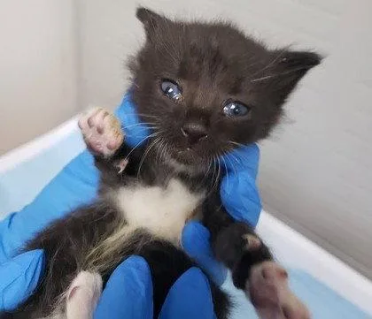 A baby small-sized female Black Domestic Short Hair cat named Maggie for adoption in Oakland, CA