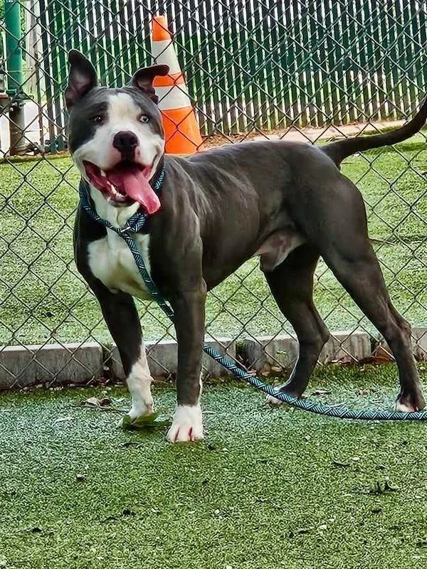 An adult large-sized male Mixed Breed dog named Mojito for adoption in Austin, TX