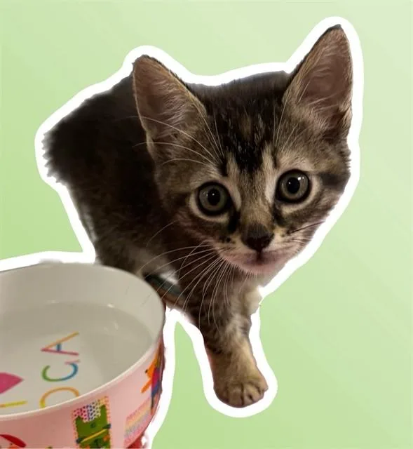 Junie