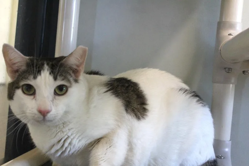 An adult large-sized male White Domestic Short Hair cat named Drizzle for adoption in Chestertown, MD