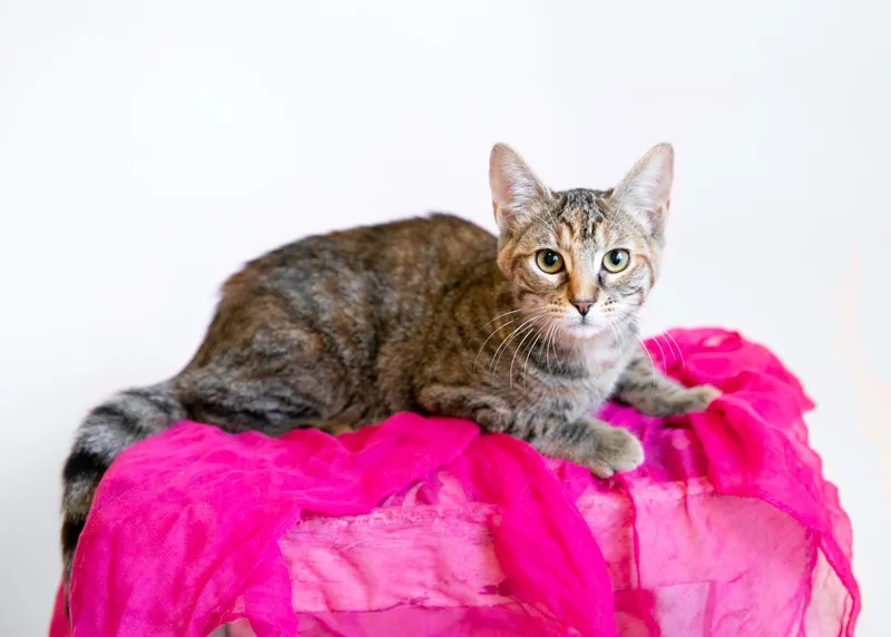 A young medium-sized female Tabby (Brown / Chocolate) Domestic Short Hair cat named Alice for adoption in Homewood, AL