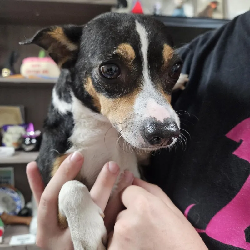 An adult small-sized male Black Mixed Breed dog named Chico for adoption in Gainesville, FL