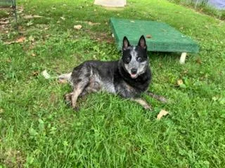 A senior medium-sized female Gray / Blue / Silver Australian Cattle Dog / Blue Heeler dog named Bailey for adoption in Sulphur, KY