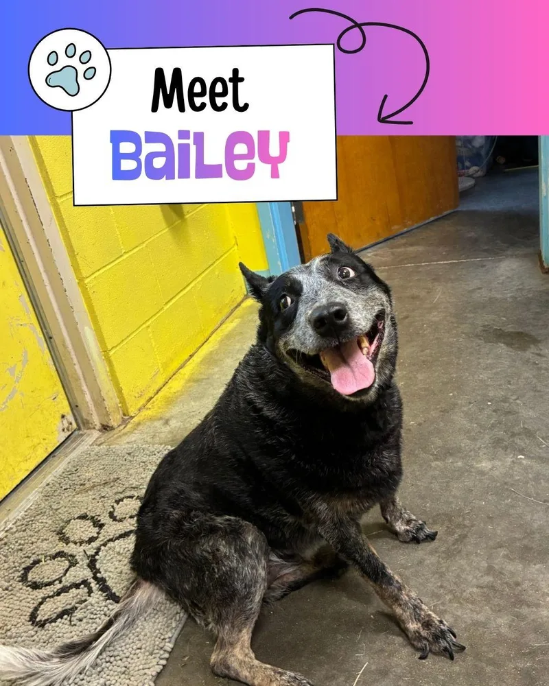 Bailey thumbnail 6
