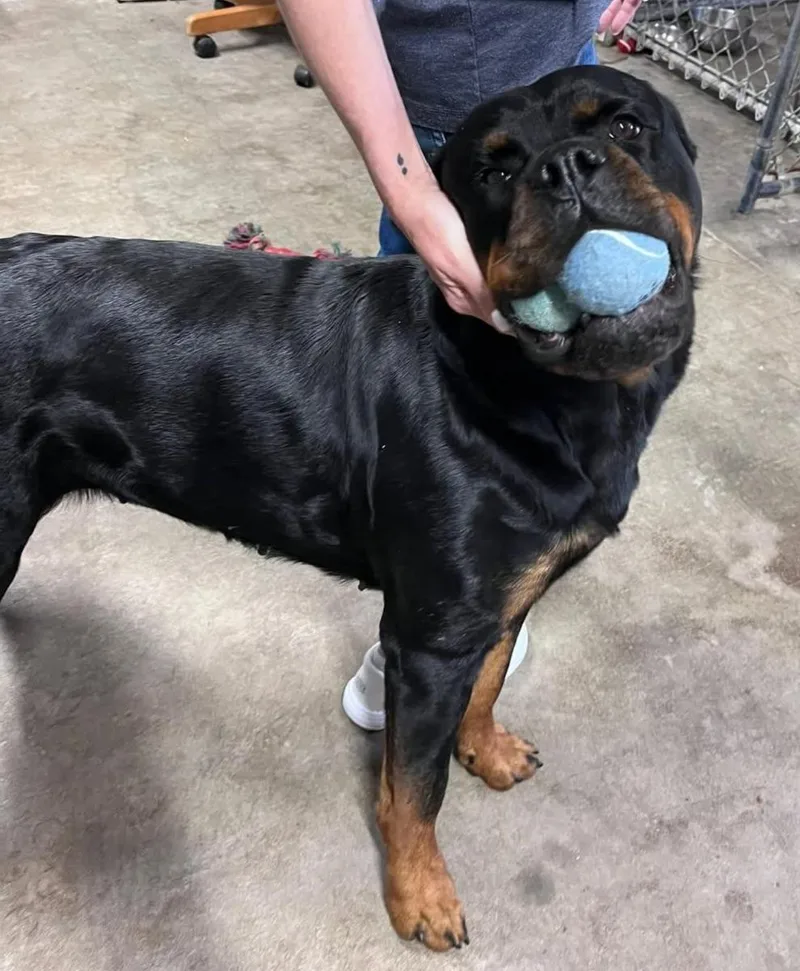 An adult large-sized female Black Rottweiler dog named Harley for adoption in Oswego, IL