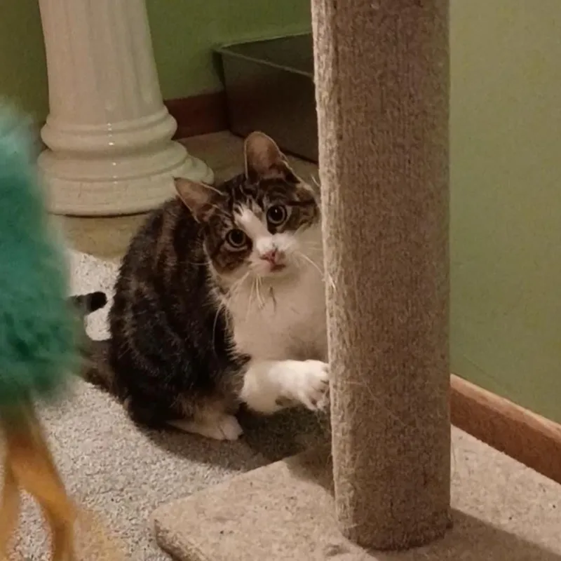 An adult large-sized female Brown / Chocolate Domestic Short Hair cat named New Moon for adoption in Brookfield, WI