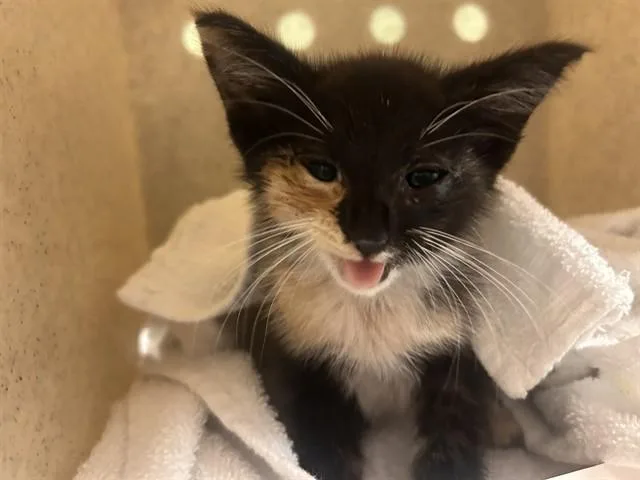 A baby small-sized female Domestic Short Hair cat named Berry for adoption in Riverside, CA