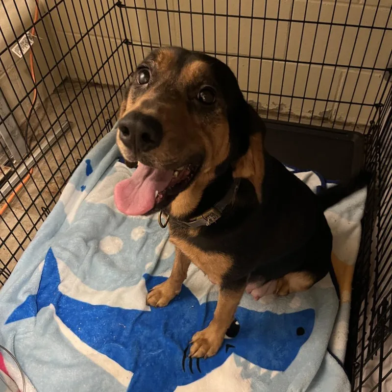 An adult large-sized female Brown / Chocolate Mixed Breed dog named Velveeta for adoption in Columbus, GA
