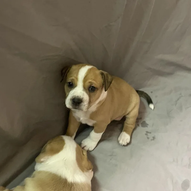 A baby small-sized female Cattle Dog dog named Mini Muffin for adoption in Austin, TX