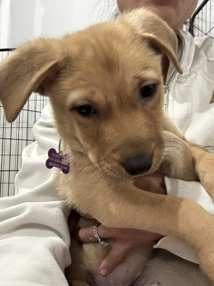 A baby medium-sized male Shepherd dog named Leonardo for adoption in Thornton, CO