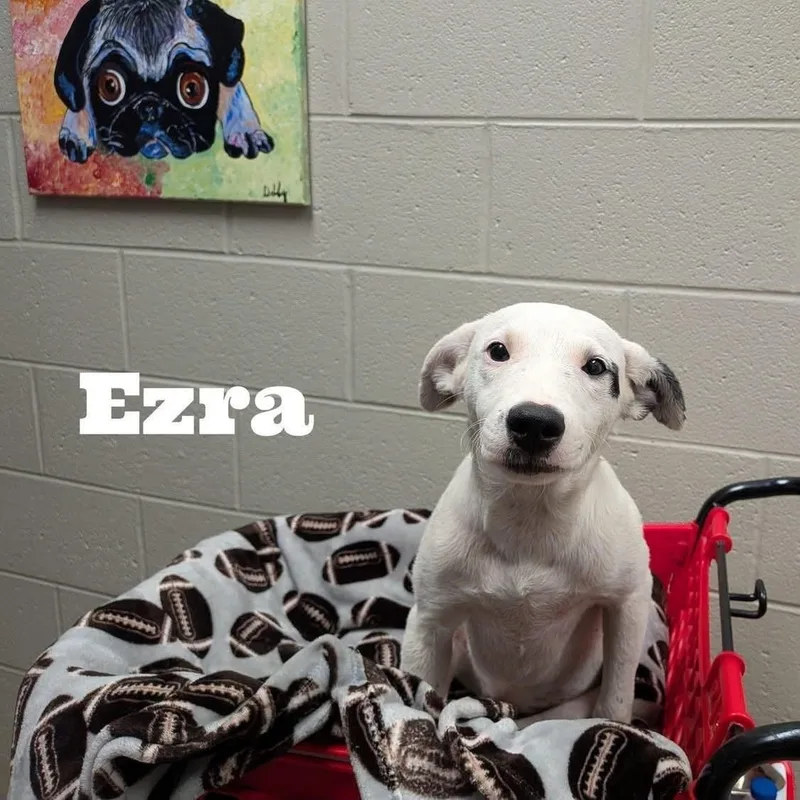 Ezra